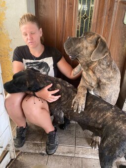 Štěňata Cane Corso - 6