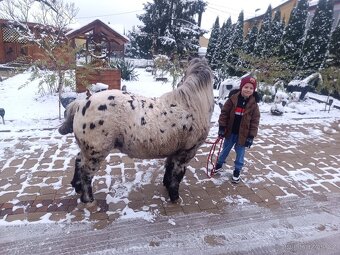 Predam ponika valacha unikat - 6