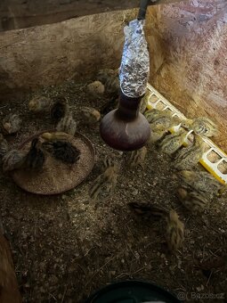 Křepelčí vejce - 6