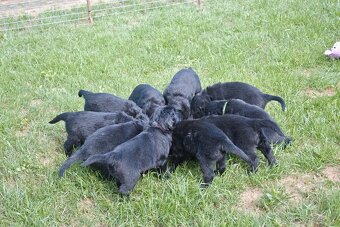 Flat coated retriever štěňata s PP - 6