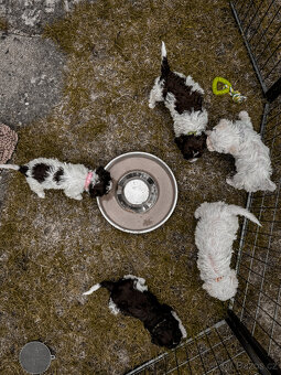 Lagotto romagnolo - italský vodní pes s PP - 6