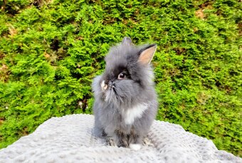 Zakrslý králíček, králík-(lvíček)-TOMMY - 6