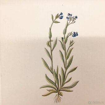 Herbar stare malby - 6