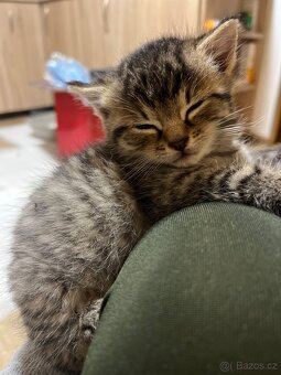 Daruji nalezená koťátka - 6