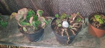 Různé druhy rostlin - 6