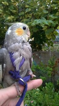 Rucne dokrmena korela ucena na ksirky - 6