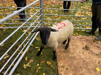 Plemenné beránky Suffolk - 6