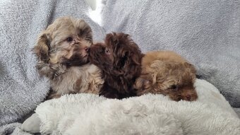 Ruská Barevná Bolonka s PP - 6