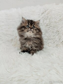 Perská činčila koťátka - 6