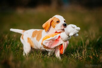 Anglický pointer s PP - 6