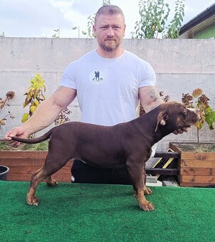 American bully - ch.s. Family Muscle Bullies - 6