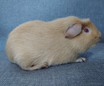 Chovatelská stanice Consuelo nabízí čistokrevná morčata - 6