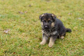 Německý ovčák s PP - 6