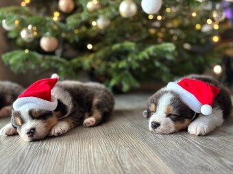 Australský ovčák s PP - 6