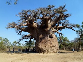 Baobab - rastliny a semená. - 6