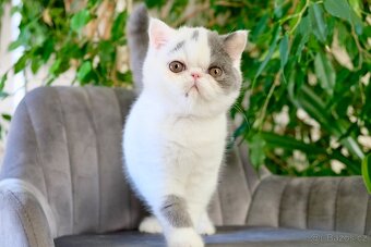 Exoticka perska kotatka - 6