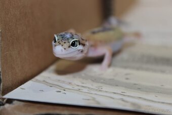 Gekončík noční - 6