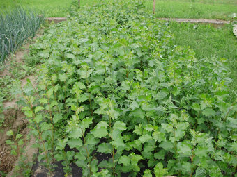 Japonský J-105, Italský af2 topol sazenice - 6