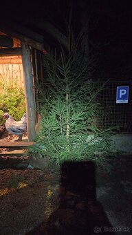 Vanoční smrky, borovice, douglasky - 6