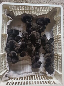 Prodám kuřátka - 6