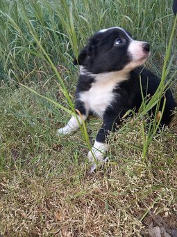 Border kolie - 6
