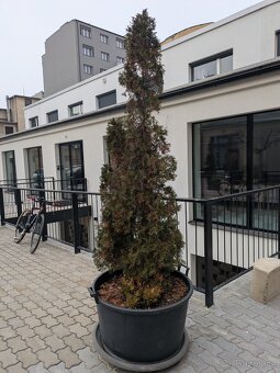 Velké květníky průměr 80cm + misky + zemina a rostliny - 6