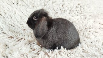 Zakrslý beránek, králíček, králík - ELLA - 6
