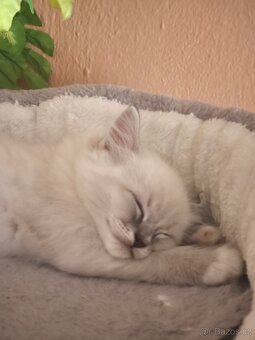 Ragdoll kocourek bez PP - 6