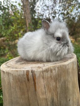 Zakrslý králík Lvíček - 6