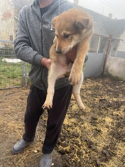 Štěně vlčáka - 6