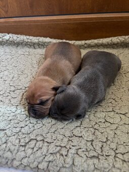 Americký stafordsirsky terier, Stafford, amstaf - 6