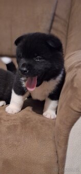 Americká Akita - 6