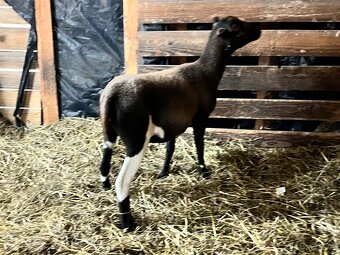 Kamerunská ovce - 6