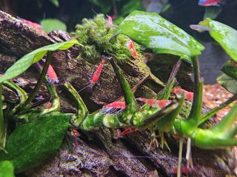 Krevetky Red crystal - 6