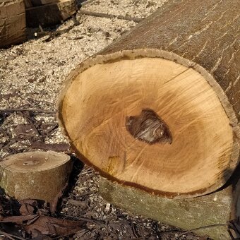 Kmeny Ořechů na fošny - 6