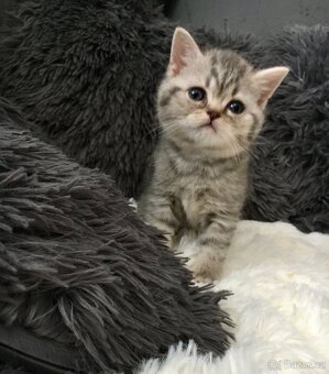 Britský kocourek ke krytí - 6