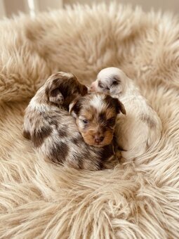 Jorkšírský teriér s PP - Yorkshire terrier - 6