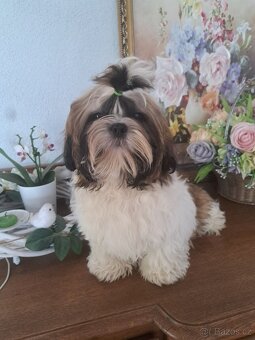 Shih-tzu s PP / shi-tzu / shi tzu - 6