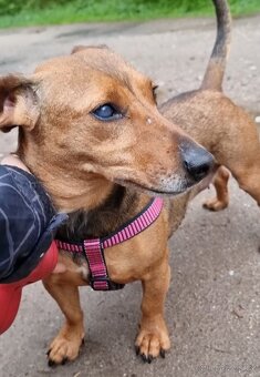 STELINKA K ADOPCI - umazlená jezevčí holčička - 6