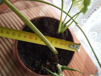 2x pokojová Monstera Monkey Leaf - 6