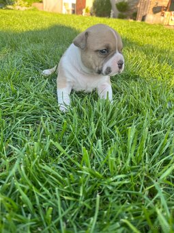 Štěně American Bully - 6
