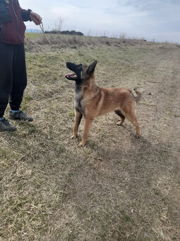 Prodám štěně BO Malinois s PP - 6