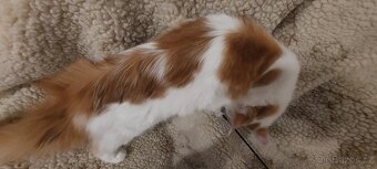 Mainska myvalia, Mainne coon,Mco - 6