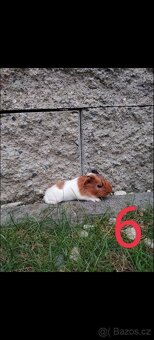 Prodám mladá morčátka - 6