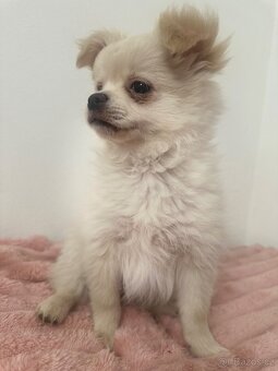 Štěňátka Pomeranian - 6