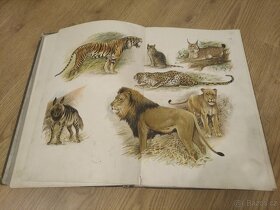 Kobrův Atlas živočišstva nakladatelství I.L.KOBER - 6