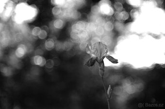 Steinhell Culminar 85/2.8 -m39/Ltm - 6