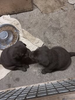 Labrador retrívr - 6