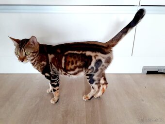 Bengálská kočka - 6