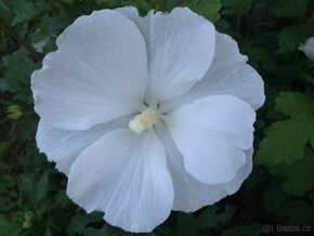 Ibišek Syrský keřový 12 barev - druhů - 6